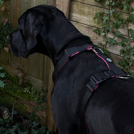 Geschirr in schwarz mit pink robust