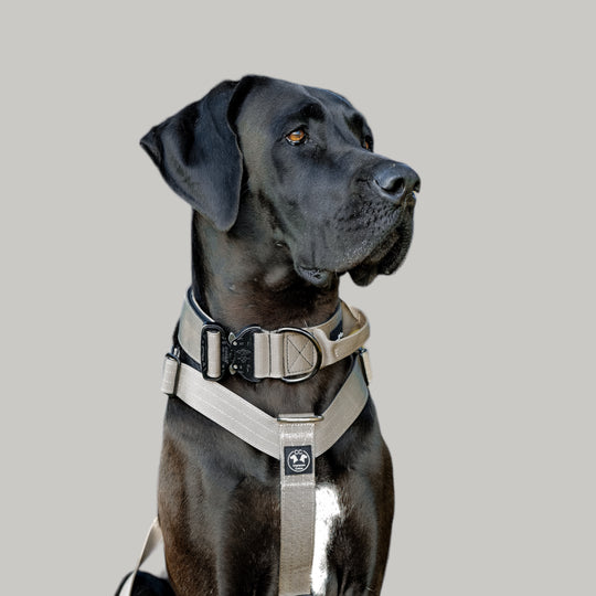 On Duty Cobra Haltegriff Halsband 5 cm für grosse Hunde (46 cm-78 cm) mit Schnalle silber/schwarz - sand