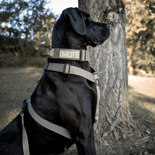 NEW: Cobra 3Point chest harness On Duty black (M-XL 105cm)