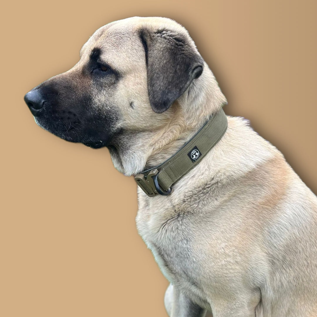 Luxury <tc>Heavy Duty</tc> collar made collar configurator 5 cm x 7 cm for large dogs