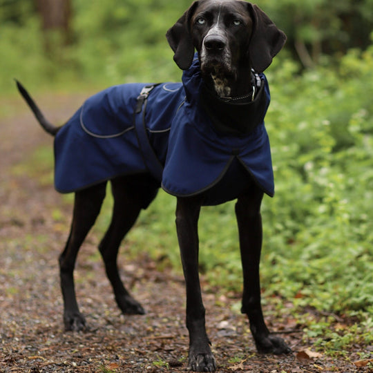 Hundemantel Pointer ultraleicht