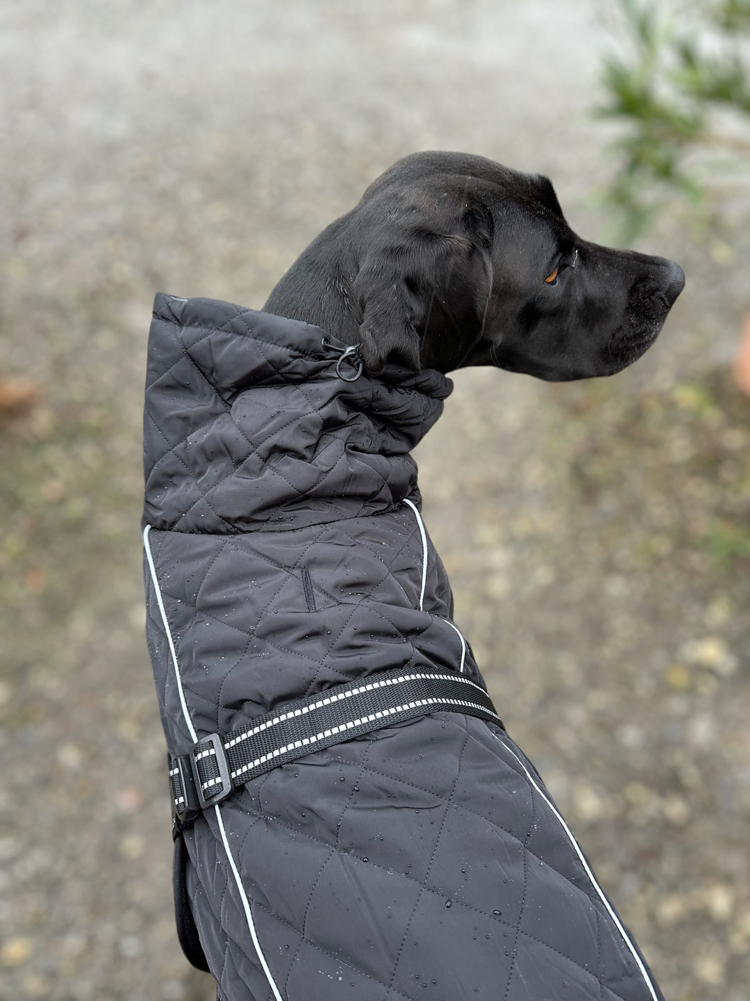 Steppo Canine Comfort-Hundemantel schwarz (45 cm-76 cm)