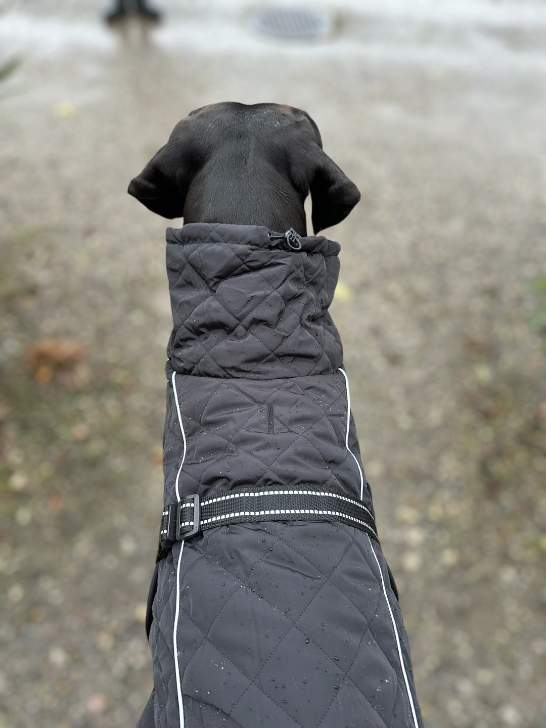 Manteau pour chien Steppo Canine Comfort noir (45cm-76cm)