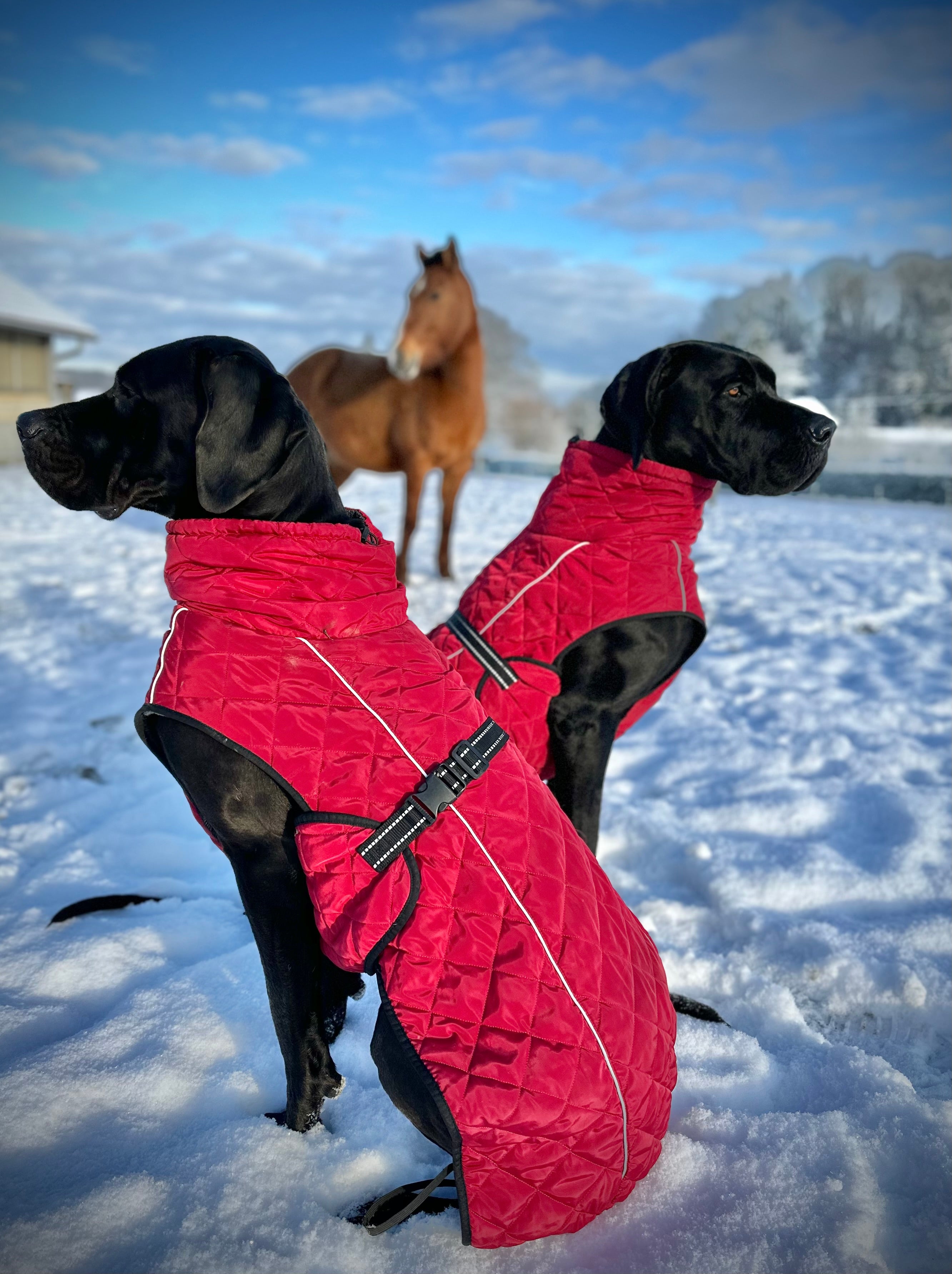 Record Audrey Hundemantel XXXS 20 Cm – Wasserdicht & Gepolstert Für Kleine Hunde