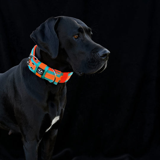 Neu: Guardian-CC Halsband 5cm breit (34 cm-62 cm)