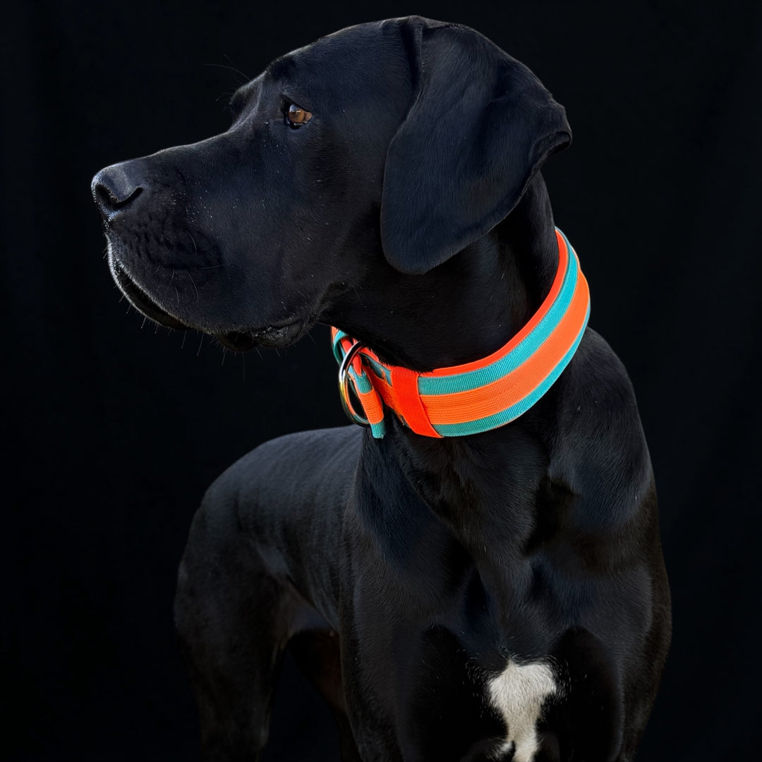 Neu: Guardian-CC Halsband 5cm breit (34 cm-62 cm)