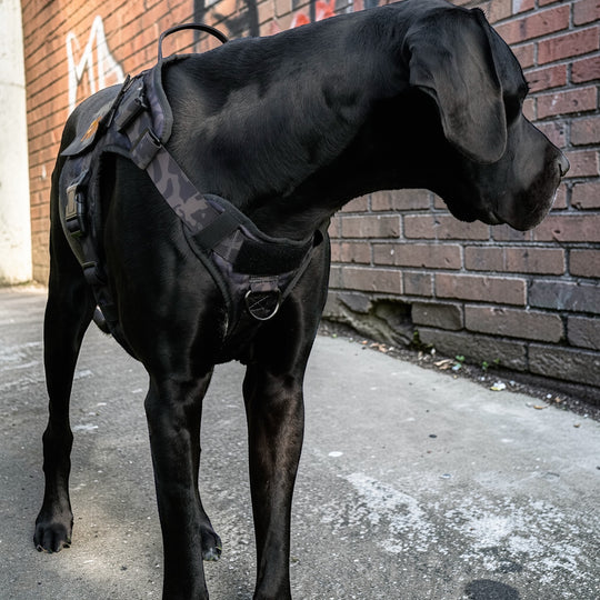 Alltrail CC-K9 Eco light Hundegeschirr  - Black camouflage