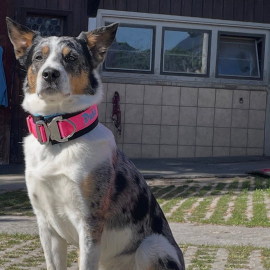 Hund mit breitem Halsband pink