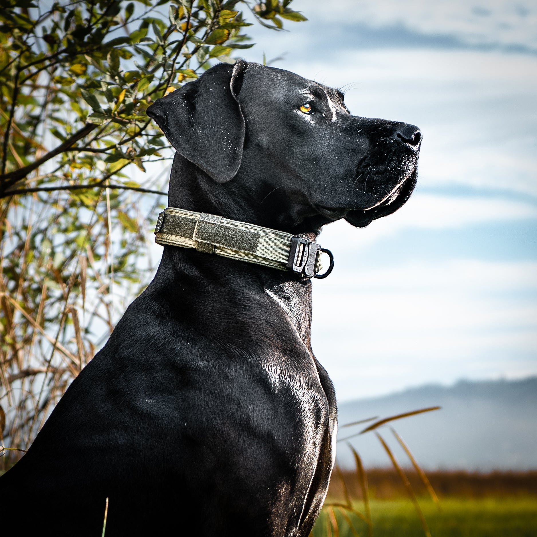 34 inch dog collar best sale