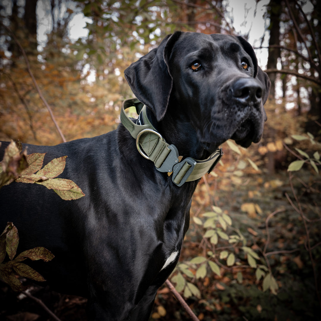 <tc>On Duty</tc> Collier à poignée Cobra 5 cm pour grands chiens (46 cm-78 cm) - noir, <tc>mousqueton</tc> noir