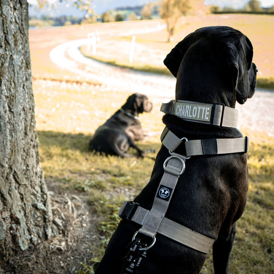 On Duty Cobra Haltegriff Halsband 5cm für grosse Hunde (46cm-78cm) -Sand, Schnalle silber/schwarz