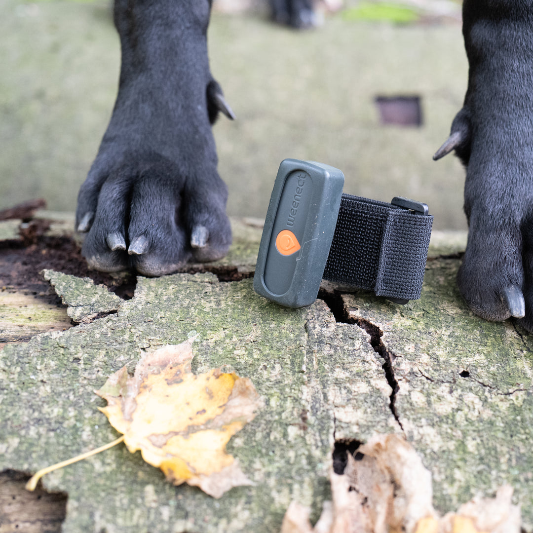 GPS Weenect Tracker für Hunde - der kleinste der Welt