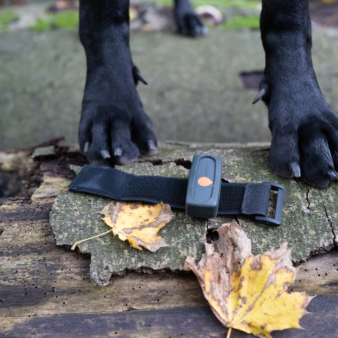 Traceur GPS Weenect pour chiens - le plus petit au monde