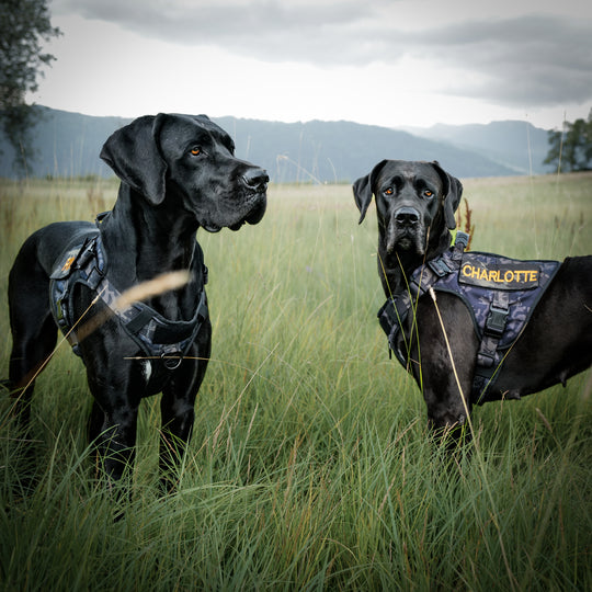 Alltrail CC-K9 Eco light Hundegeschirr  - Black camouflage