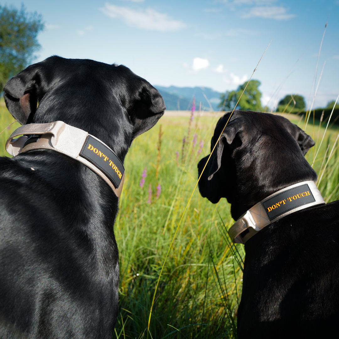 Grosse hunde mit beigem Halsband