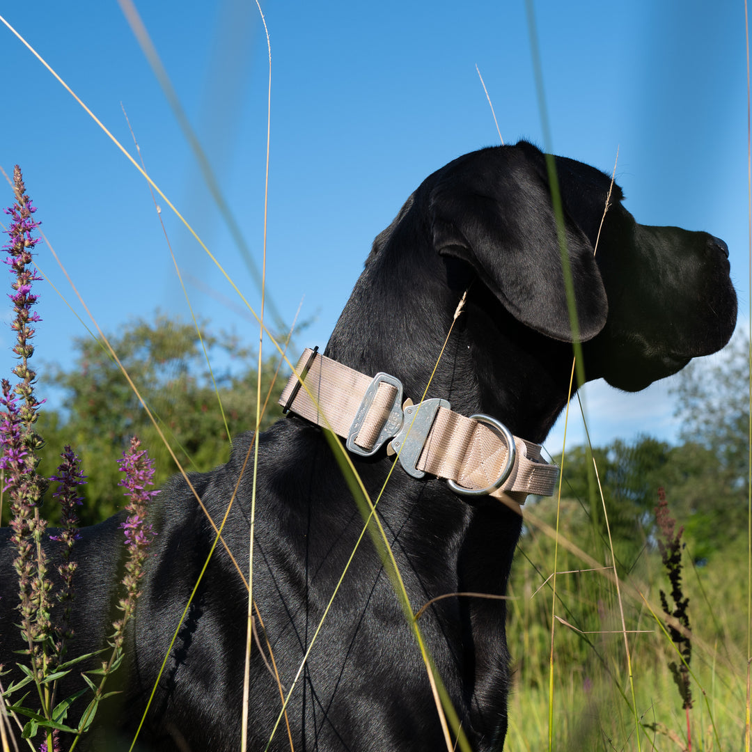 Dogge Halsband beige
