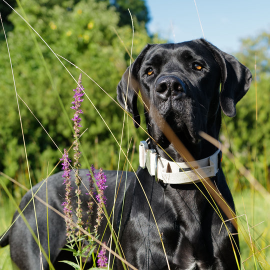 Grosser Hund mit beigem Halsband