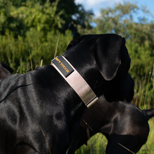 Halsband breit mit grossem Hund