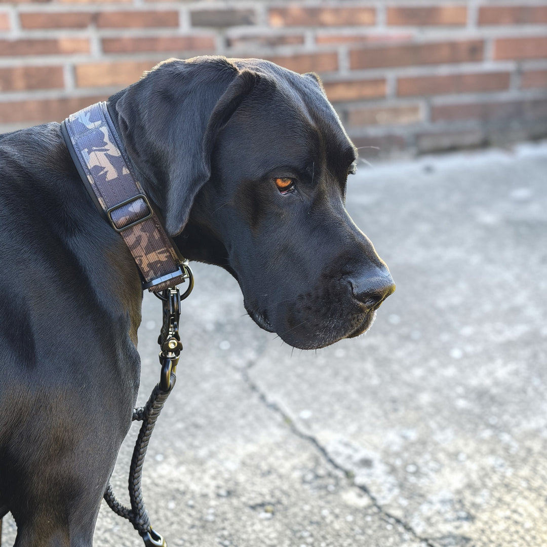 starkes Magnetgriff Halsband 5 cm breit für sehr grosse starke Hunde mit Cobra Schnalle von Austrialpin an sehr grossem Hund
