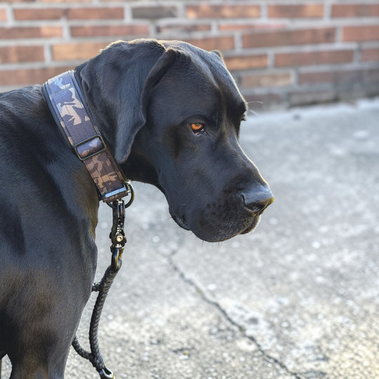 starkes Magnetgriff Halsband 5 cm breit für sehr grosse starke Hunde mit Cobra Schnalle von Austrialpin an sehr grossem Hund