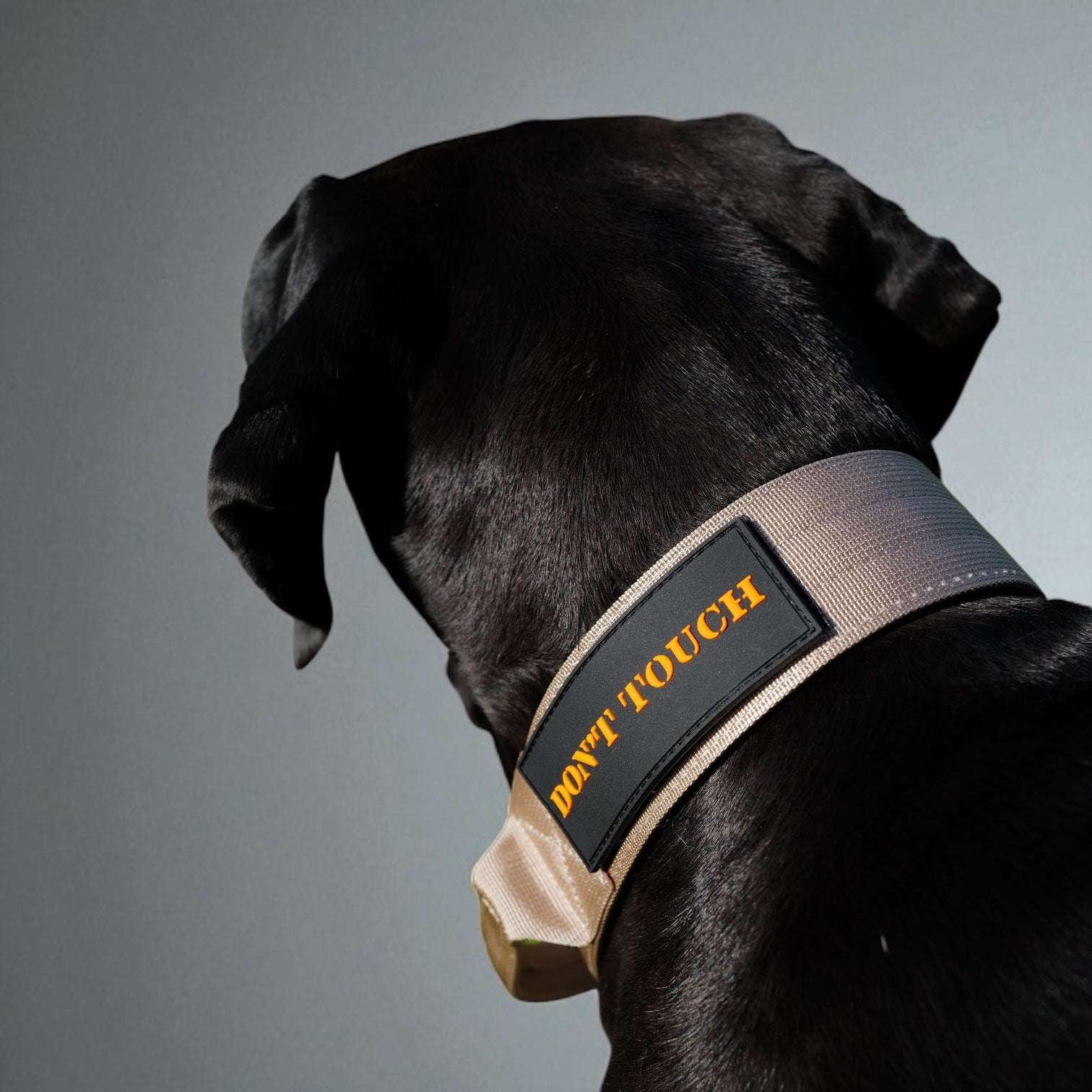 Hund Halsband Dont touch Patch