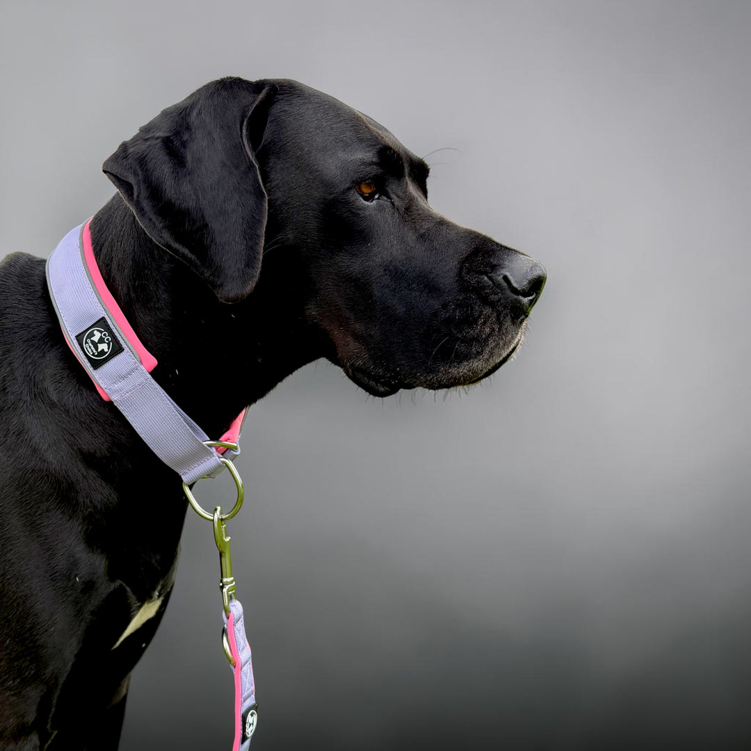 Grosser Hund mit Zugstopp Halsband flieder