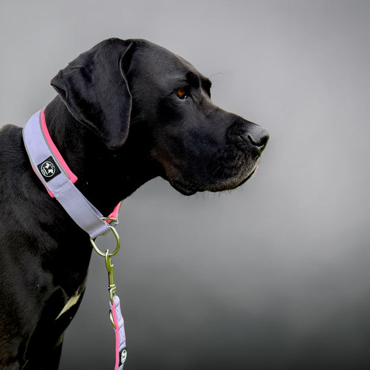Grosser Hund mit Zugstopp Halsband flieder