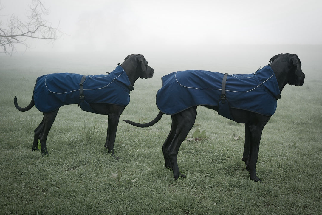 Regenmantel Hund für Frühling Sommer Premium qualität