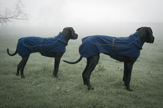 Regenmantel Hund für Frühling Sommer Premium qualität