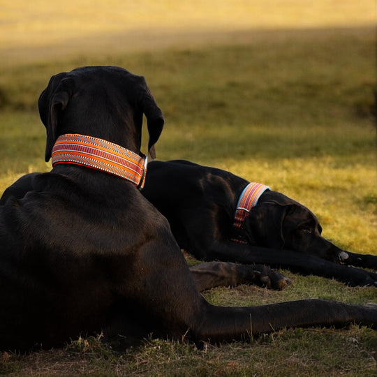 Ridgeback Halsband orange