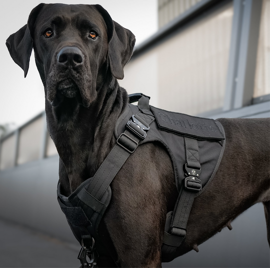 Robustes Brustgeschirr grosse Hunde mit anti zieh Ring extrem stark