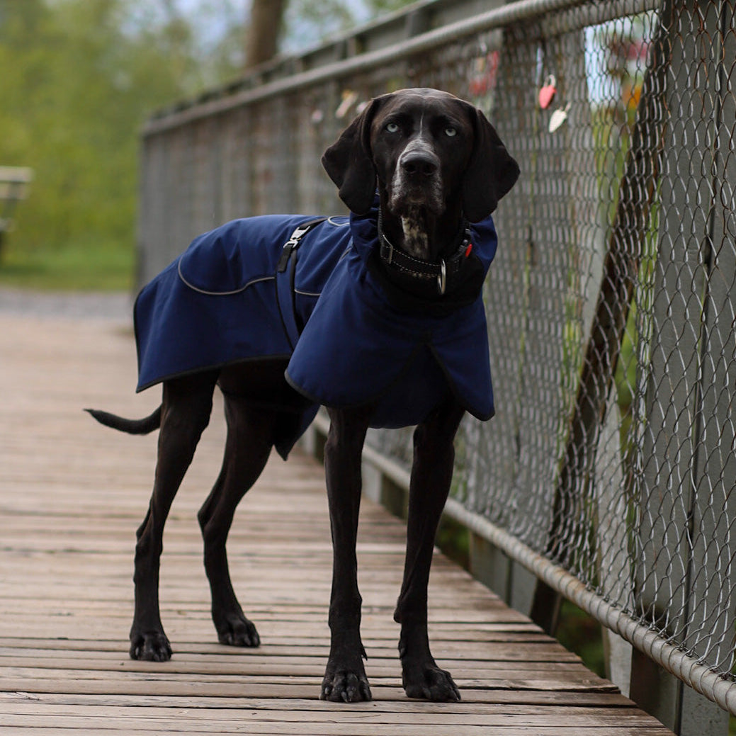 Regenmantel Hund leicht blau