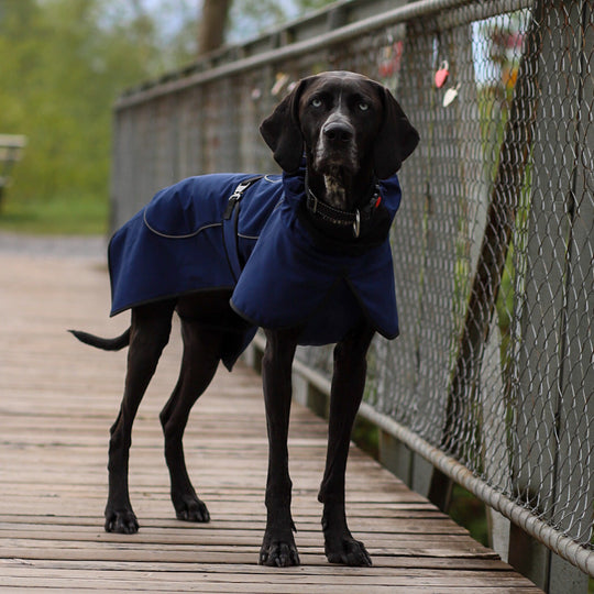 Regenmantel Hund leicht blau