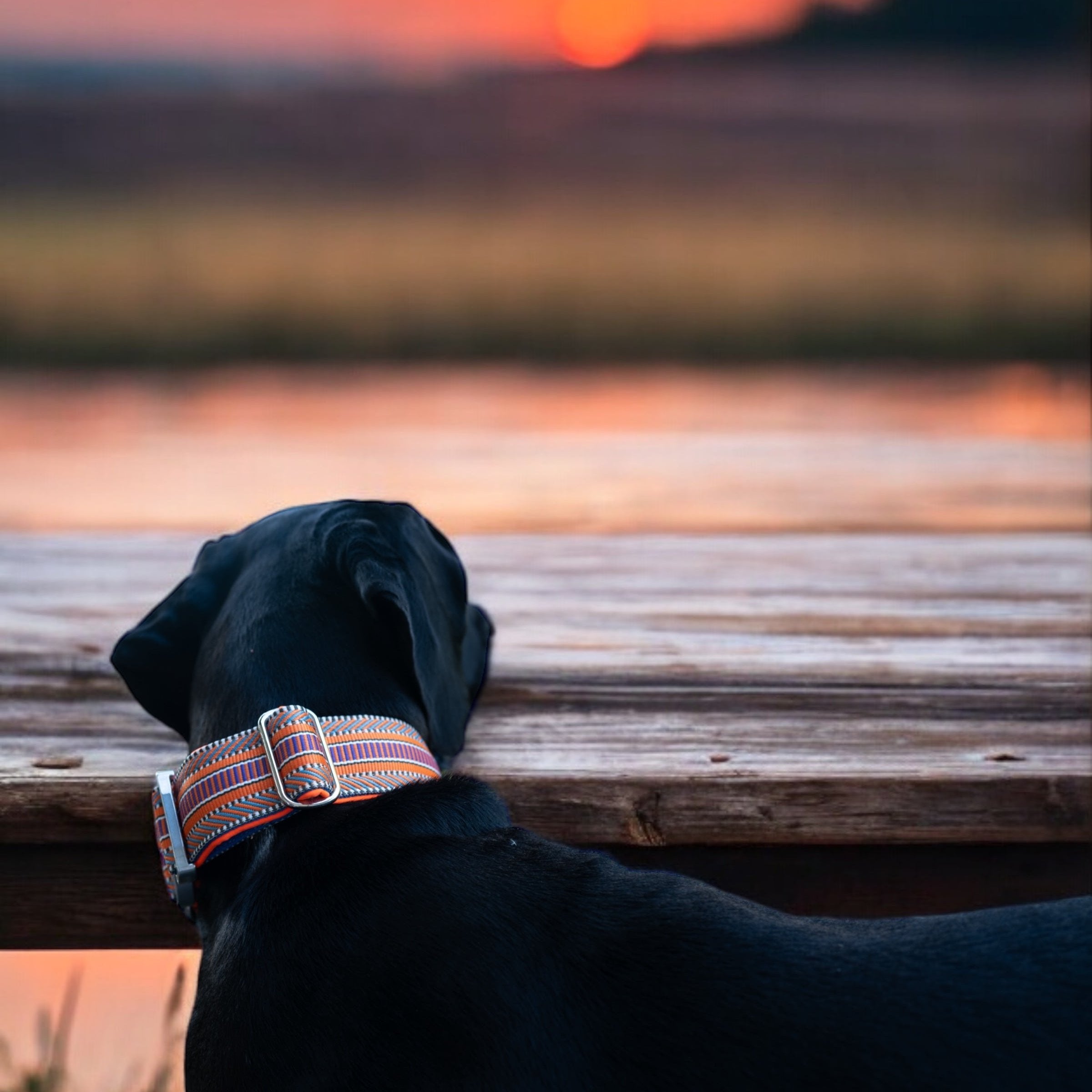 Buntes Halsband an grossem Hund