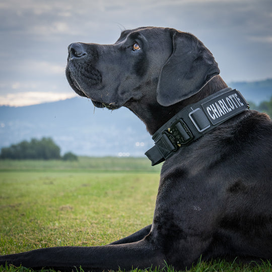 Sicheres Halsband für starke Hunde