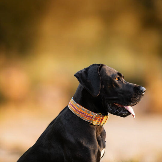 Spezielle Halsbänder für grossen Hund