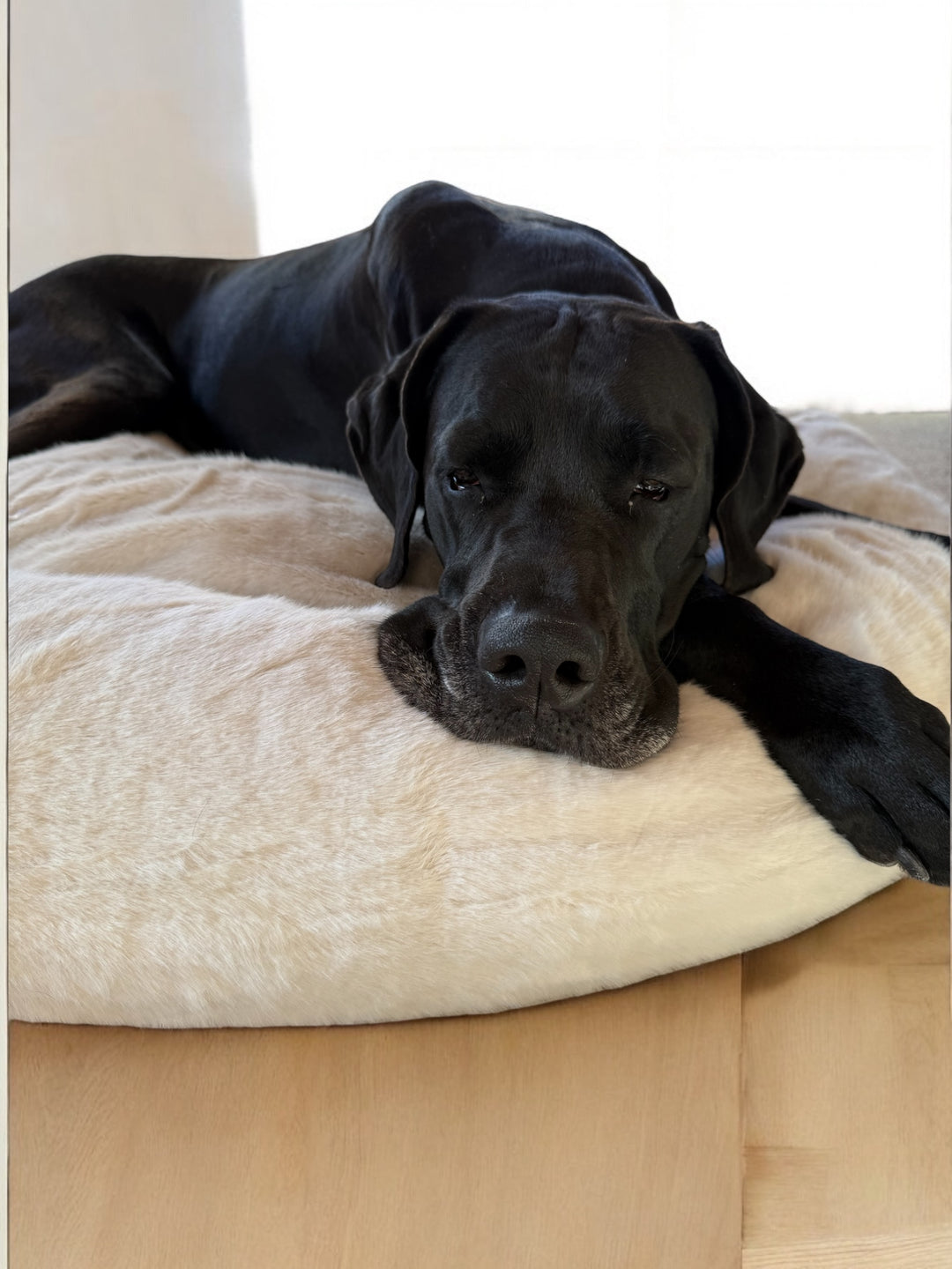 Super weiches Hundebett für grosse Hunde mit starkem Polster für Dogge