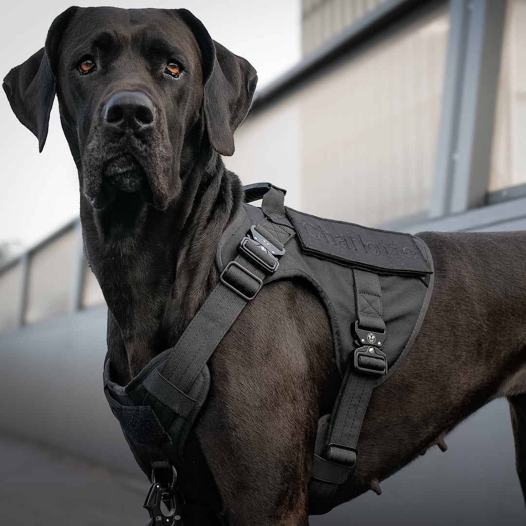 Trainings Geschirr grosse Hunde schwarz