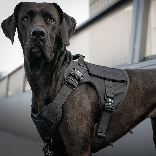Trainings Geschirr grosse Hunde schwarz