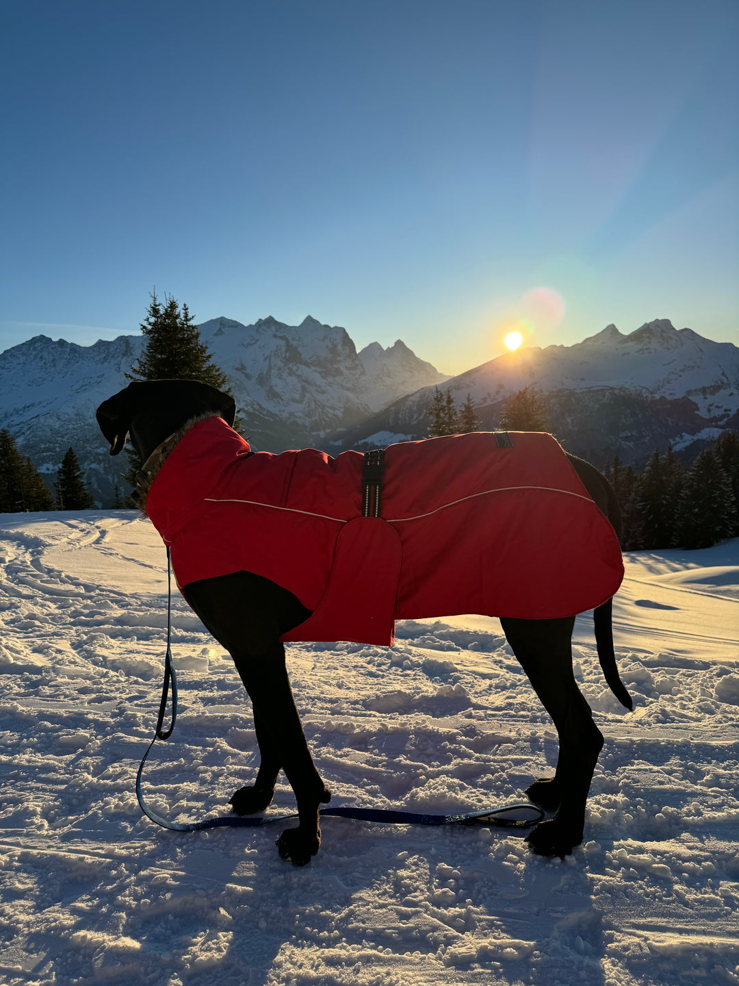 Manteau pour chien POLAR très chaud (50cm-76cm) noir/rouge/corail