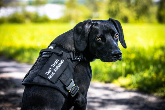 Geschirr für grosse Hunde mit Namen oder nicht anfassen