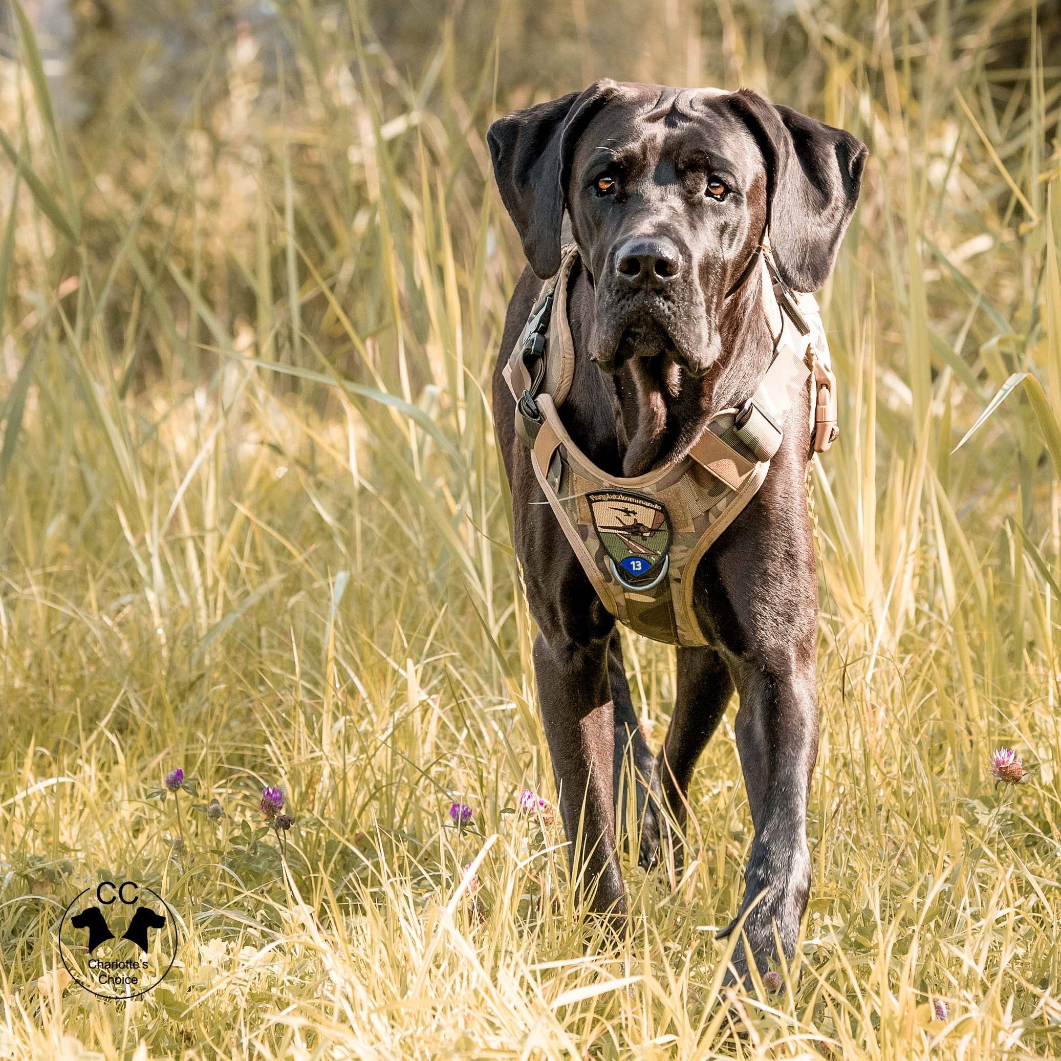 NO DOGS Hundegeschirr Orange – Non-Pull, Für Große Hunde, Warnt Andere Vor Unfällen
