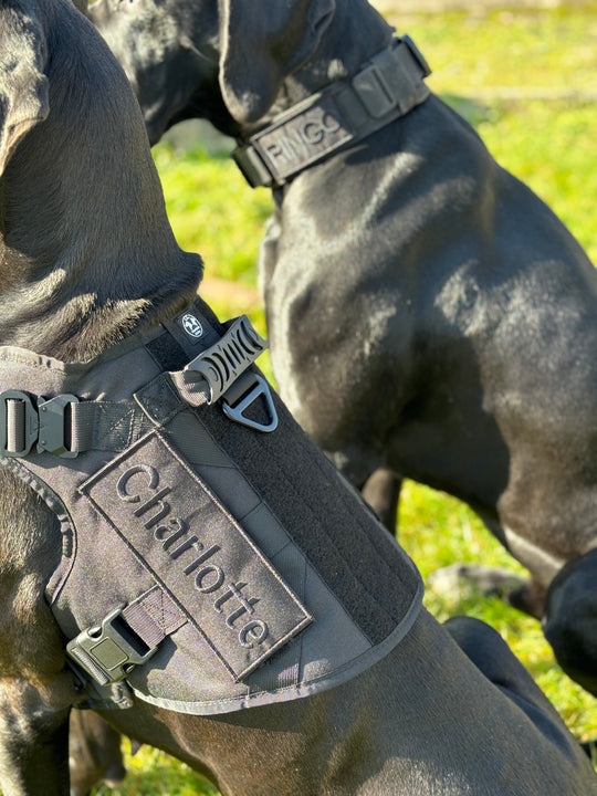 Alltrail CC-K9 FrontClip dog harness for large dogs - black