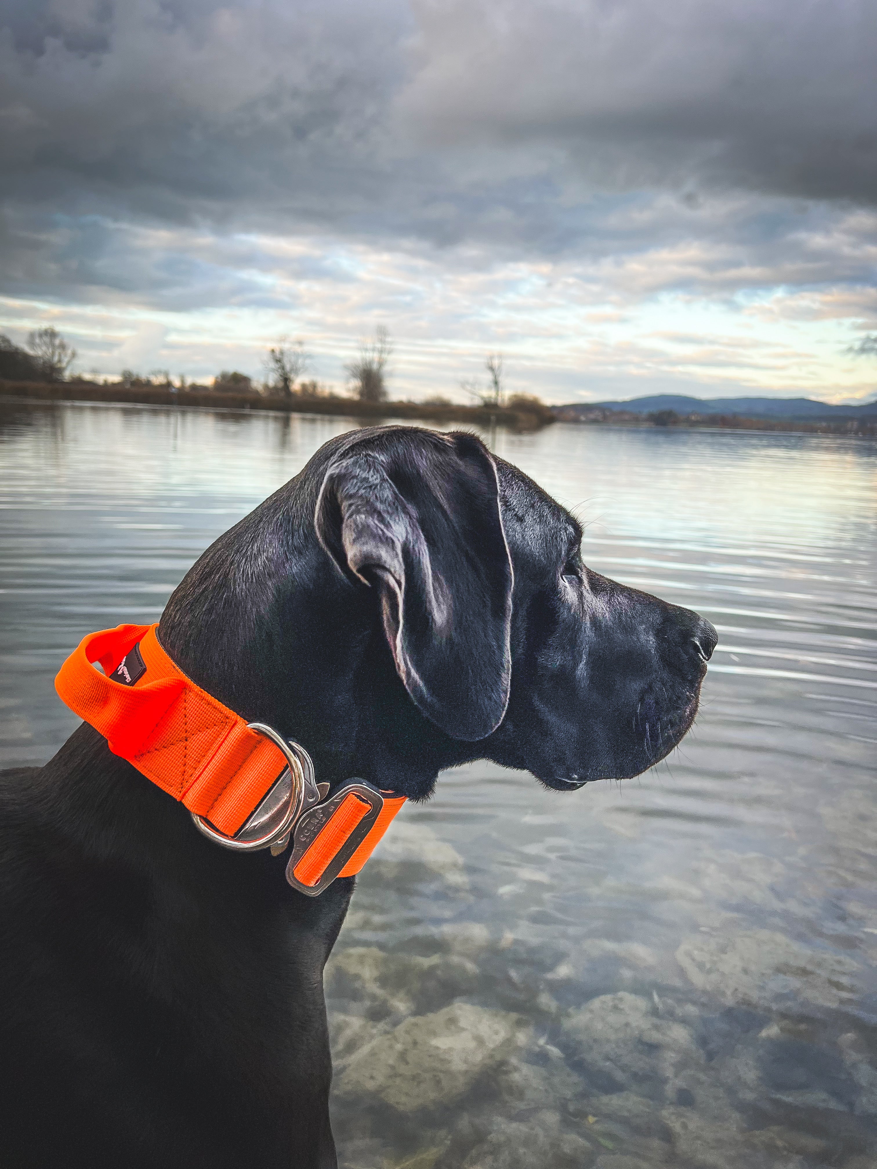 Hundehalsband Für Große Hunde – 5,1 Cm Breit, Taktisches Nylon Mit Griff, Für Deutsche Doggen, Rottweiler & Mehr (Camouflage)