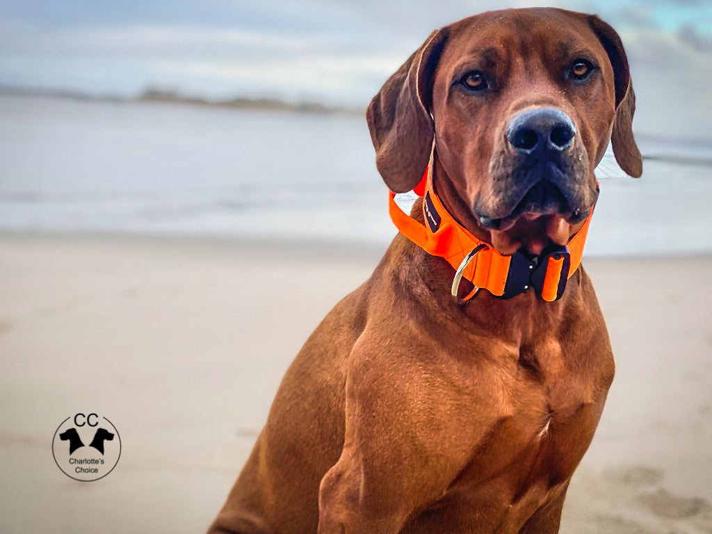 On Duty Cobra Haltegriff Halsband 5cm für grosse Hunde (46cm-78cm) - neon orange, Schnalle schwarz