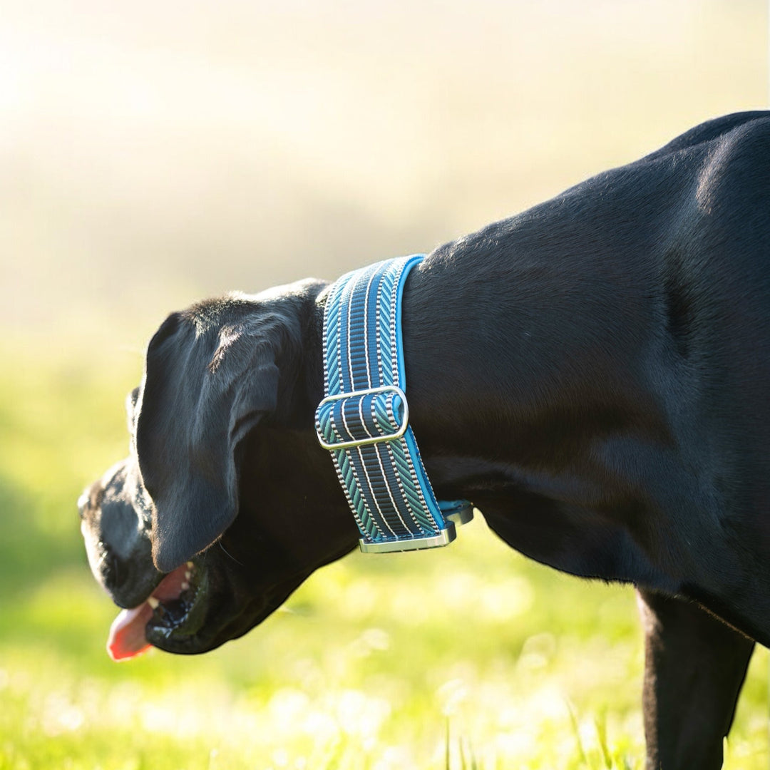 Halsband blau grosse Hunde