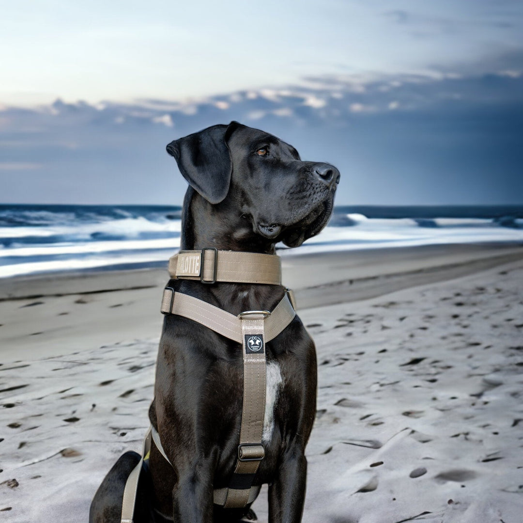 Collier à poignée On Duty Cobra 5cm pour grands chiens (46cm-78cm) - sable, boucle argent/noir