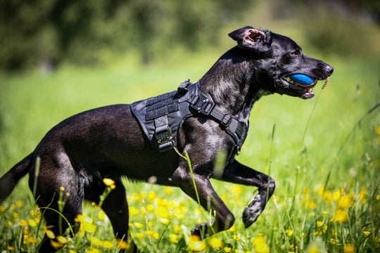 Alltrail CC-K9 Professional service harness with safety Cobras