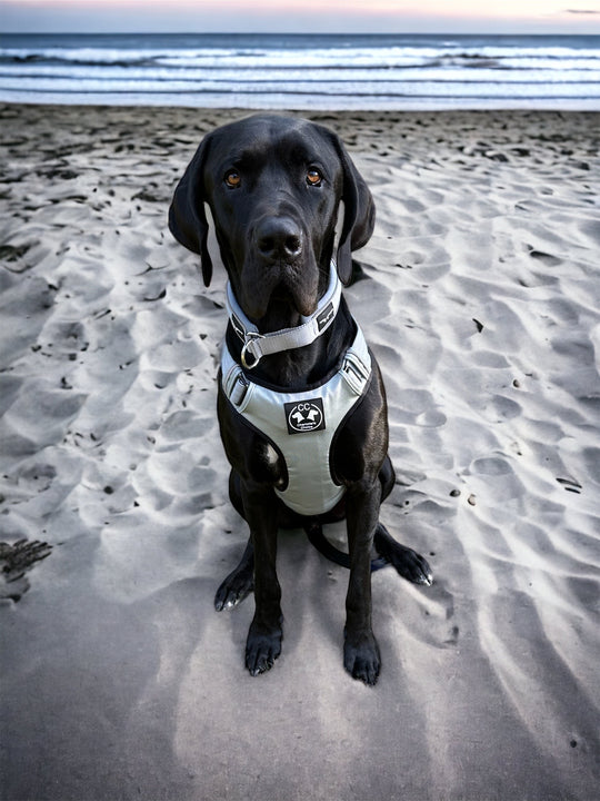 Leinenführigkeit beim Hund