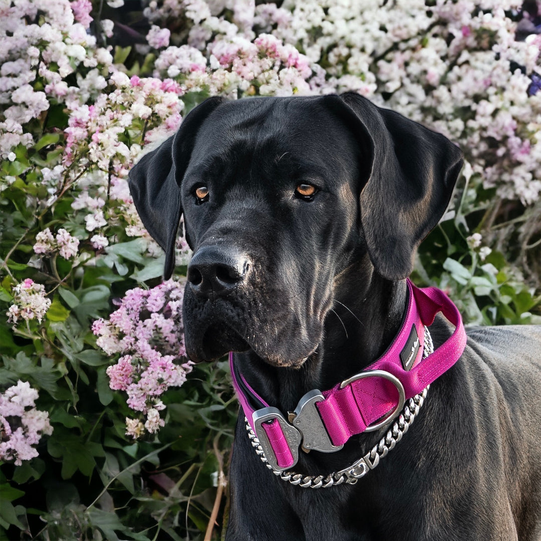 <tc>On Duty</tc> Collier à poignée Cobra 5 cm pour grands chiens (46 cm-78 cm) - noir, <tc>mousqueton</tc> noir